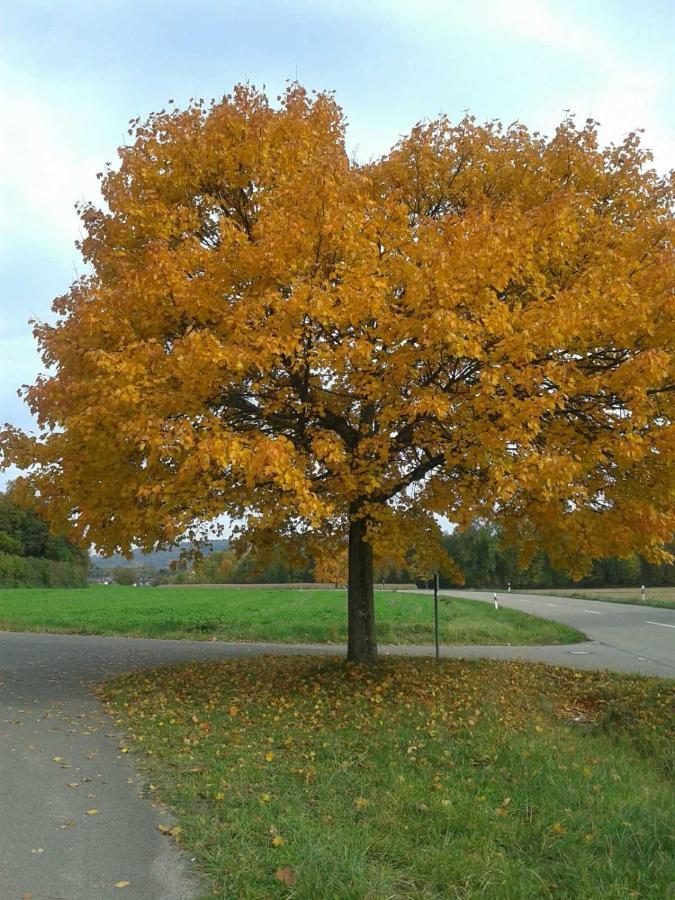 Galerie Ueber Den Gaerten Herbolzheim Esterno foto